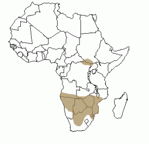 Répartition géographique du rhinocéros blanc en Afrique