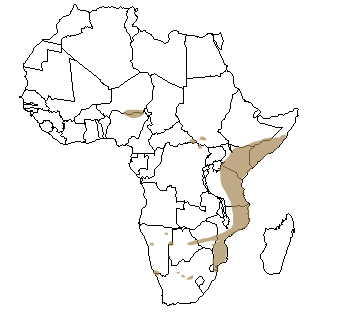 Répartition géographique du rhinocéros noir en Afrique