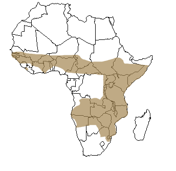 Répartition géographique du serval en Afrique