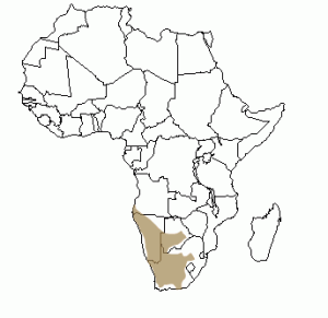 Répartition géographique du suricate en Afrique