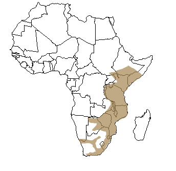 Répartition géographique du vervet en Afrique