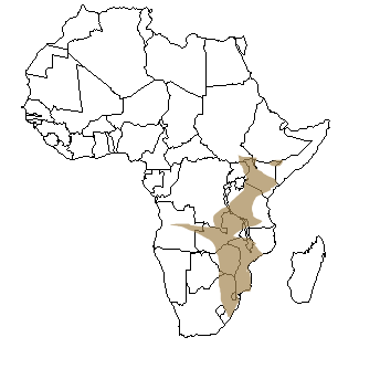 Répartition géographique du zèbre en Afrique