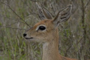 Steenbok Parc Kruger Afrique du Sud