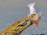 Crocodile du Nil attrape un poisson chat