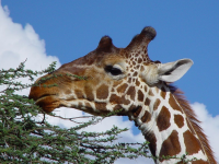Giraffe réticulée à Samburu, Kenya