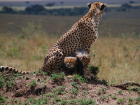 Famille de guépards, Kenya