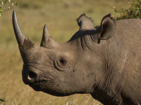 Rhinocéros blanc, Kenya