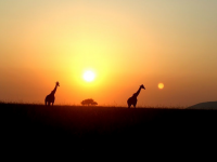 Sunset safari, Masai Mara, Kenya