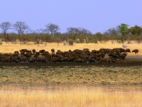 photo troupeau de buffles - Camp Hwange - Zimbabwe