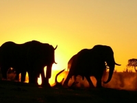 Photo elephants au coucher du soleil • Camp Hwange  • Hwange National Park