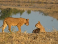 Lions • Camp Hwange • Parc National Hwange