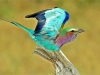 lilac-breasted-roller-botswana