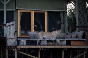 Lion à Shumba Camp - Zambie