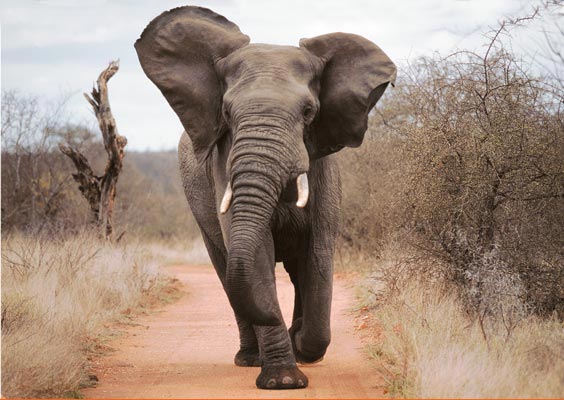 charge d'elephant - cimetiere des elephants