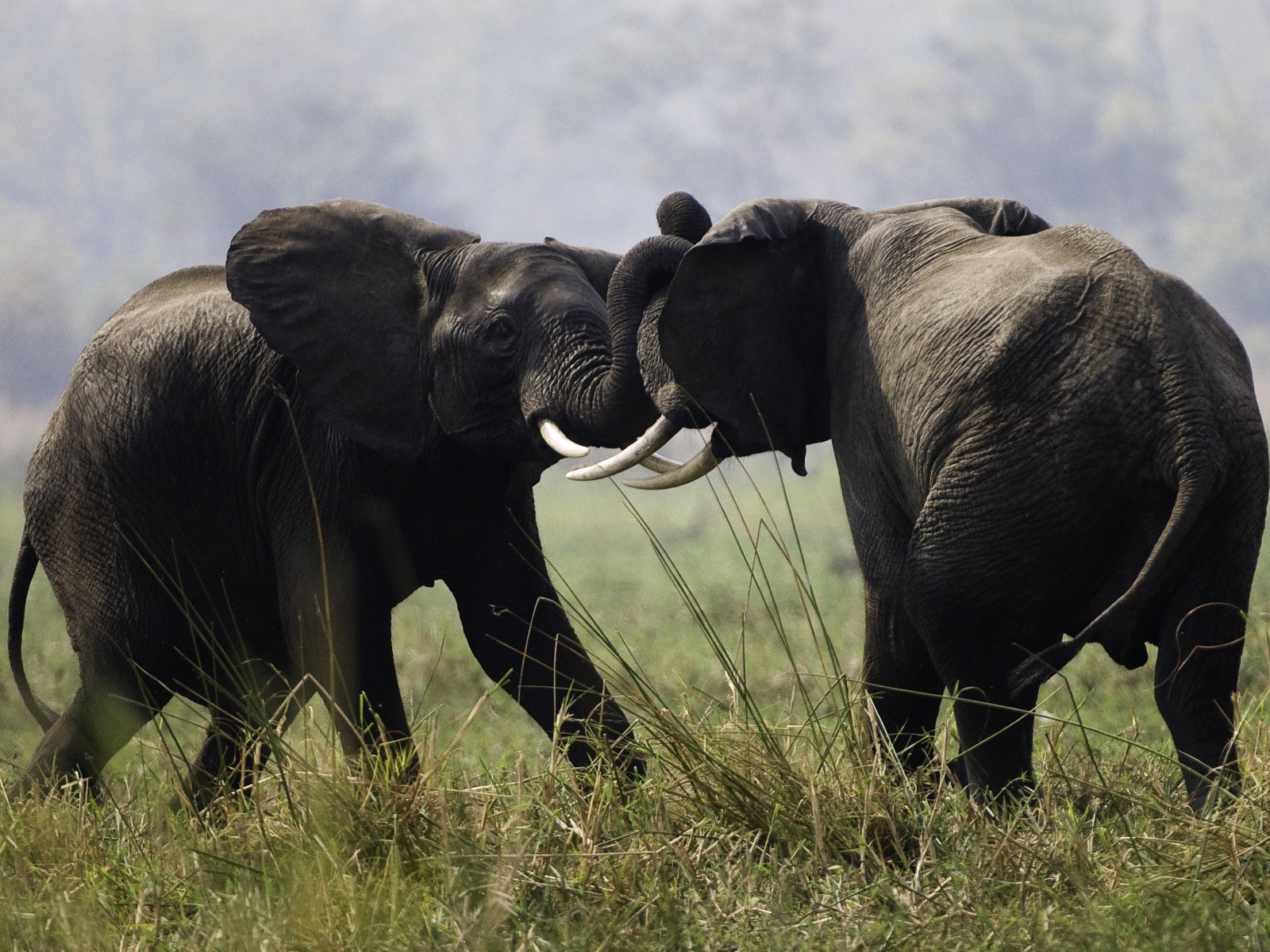 combat d'éléphants - cimetiere des elephants