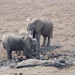 sauvetage elephants Zambie