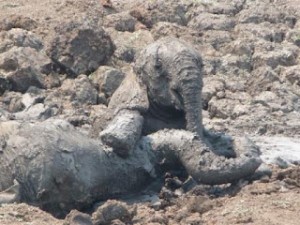 Sauvetage elephants en Zambie