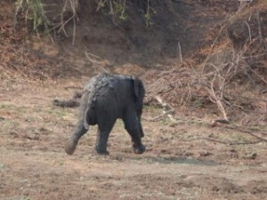 Sauvetage d'un bébé elephants en Zambie