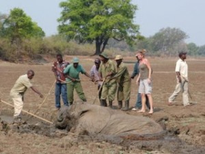 Sauvetage Elephants Zambie 