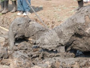  Elephants dans la boue Zambie