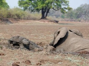 Sortir elephants de la boue Zambie