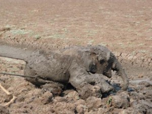 Sauvetage d'un bébé elephants en Zambie