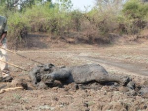 Sauvetage de la boue  - bébé elephants en Zambie