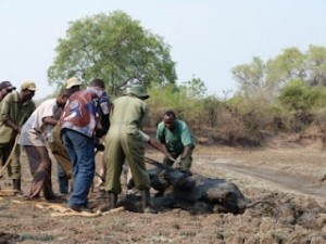 Sauvetage d'un bébé elephant en Zambie