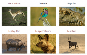 Guide des animaux de safari en afrique - catégories
