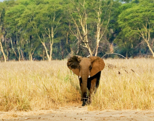 Eléphant à camp Hwange - Zimbabwe