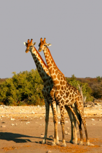 Girafes à camp Hwange