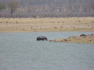Hippo à camp Hwange