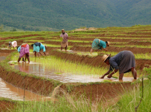 Récolte de riz sur la route vers Fianarantsoa, Madagascar