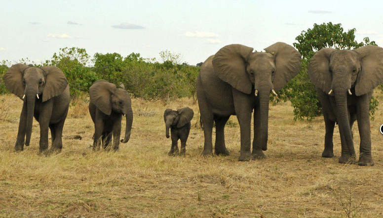 Safari au Zimbabwe