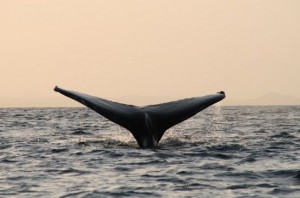 Baleine Nuarro
