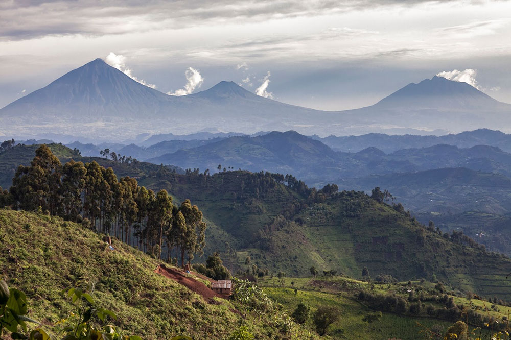 Parc national des Volcans, Rwanda